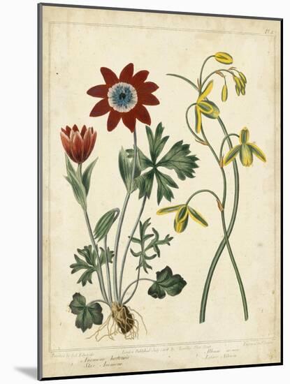 Garden Display II-Sydenham Edwards-Mounted Art Print