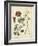 Garden Display II-Sydenham Edwards-Framed Art Print