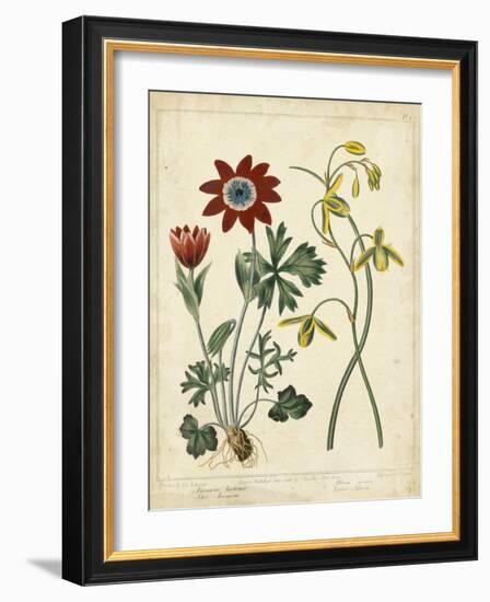 Garden Display II-Sydenham Edwards-Framed Art Print