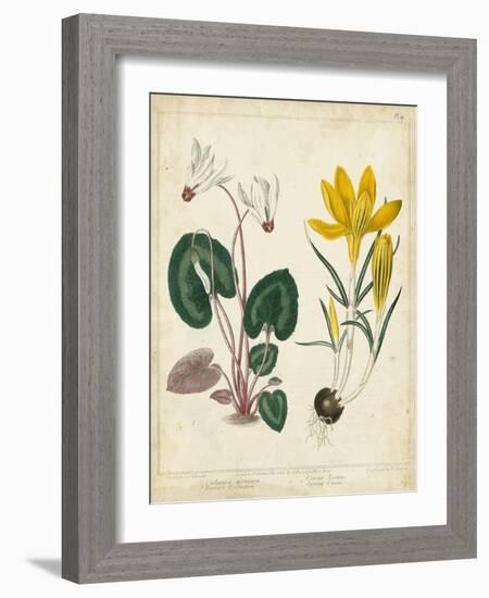 Garden Display IV-Sydenham Edwards-Framed Art Print