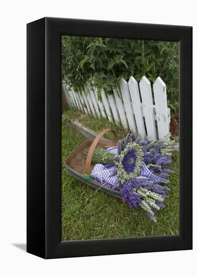 Garden, Dried Lavender at Lavender Festival, Sequim, Washington, USA-Merrill Images-Framed Premier Image Canvas