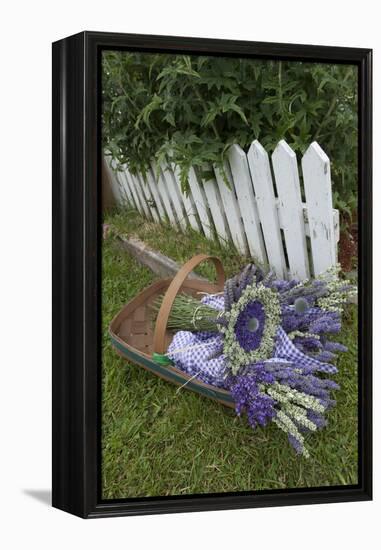 Garden, Dried Lavender at Lavender Festival, Sequim, Washington, USA-Merrill Images-Framed Premier Image Canvas