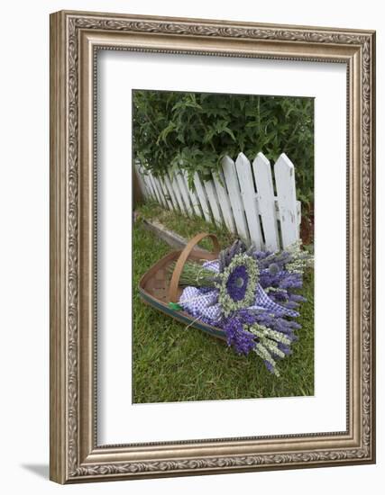 Garden, Dried Lavender at Lavender Festival, Sequim, Washington, USA-Merrill Images-Framed Photographic Print