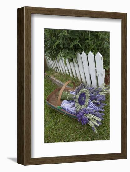 Garden, Dried Lavender at Lavender Festival, Sequim, Washington, USA-Merrill Images-Framed Photographic Print