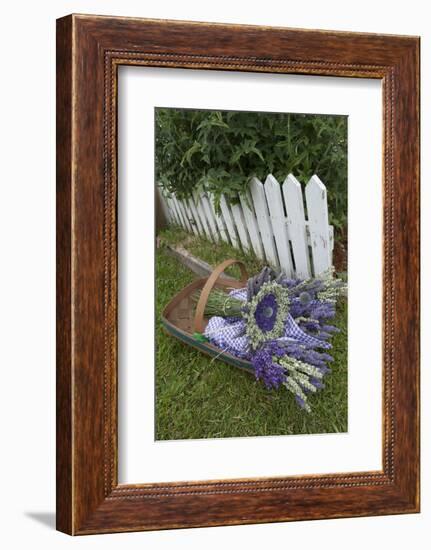 Garden, Dried Lavender at Lavender Festival, Sequim, Washington, USA-Merrill Images-Framed Photographic Print