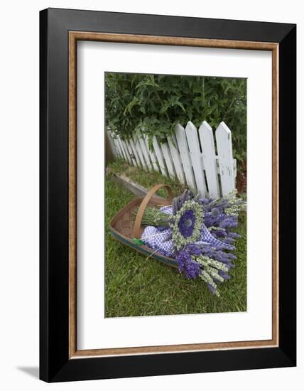 Garden, Dried Lavender at Lavender Festival, Sequim, Washington, USA-Merrill Images-Framed Photographic Print