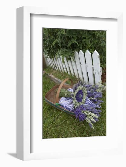 Garden, Dried Lavender at Lavender Festival, Sequim, Washington, USA-Merrill Images-Framed Photographic Print