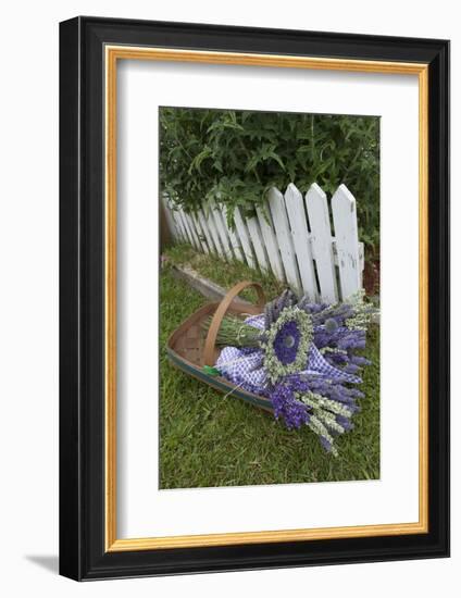 Garden, Dried Lavender at Lavender Festival, Sequim, Washington, USA-Merrill Images-Framed Photographic Print