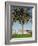 Garden, Fence, Apple Tree-Thonig-Framed Photographic Print