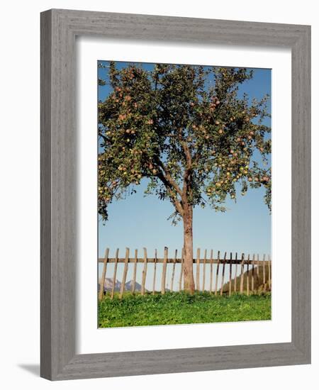 Garden, Fence, Apple Tree-Thonig-Framed Photographic Print