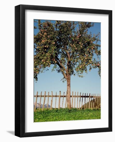 Garden, Fence, Apple Tree-Thonig-Framed Photographic Print