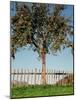 Garden, Fence, Apple Tree-Thonig-Mounted Photographic Print