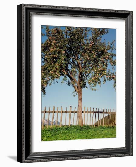 Garden, Fence, Apple Tree-Thonig-Framed Photographic Print