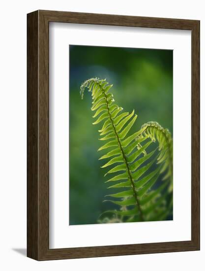 Garden Fern-Savanah Stewart-Framed Photographic Print