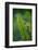 Garden Fern-Savanah Stewart-Framed Photographic Print