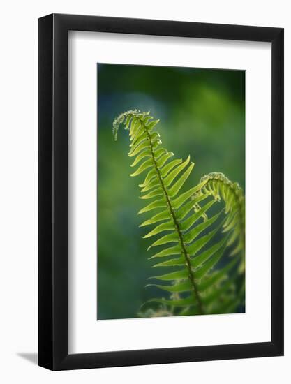 Garden Fern-Savanah Stewart-Framed Photographic Print