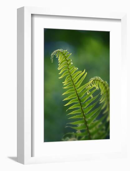 Garden Fern-Savanah Stewart-Framed Photographic Print