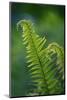 Garden Fern-Savanah Stewart-Mounted Photographic Print