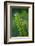 Garden Fern-Savanah Stewart-Framed Photographic Print