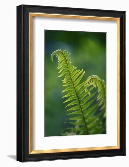 Garden Fern-Savanah Stewart-Framed Photographic Print