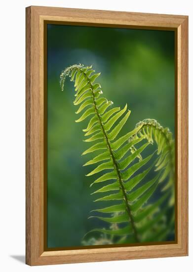Garden Fern-Savanah Stewart-Framed Premier Image Canvas