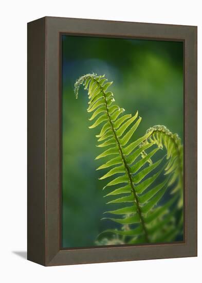 Garden Fern-Savanah Stewart-Framed Premier Image Canvas