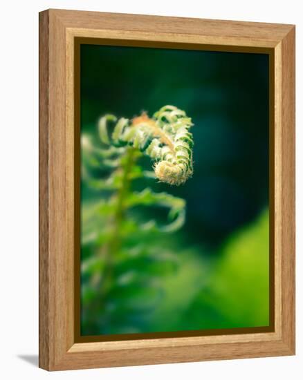 Garden Fern-Savanah Plank-Framed Stretched Canvas