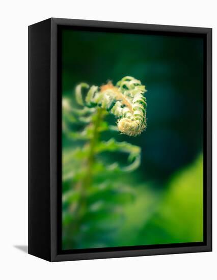 Garden Fern-Savanah Plank-Framed Stretched Canvas