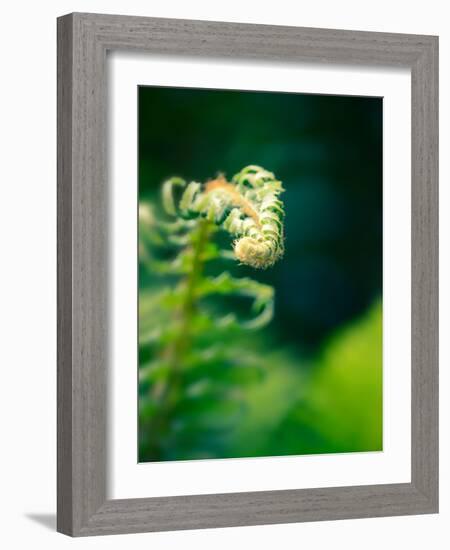 Garden Fern-Savanah Plank-Framed Photo