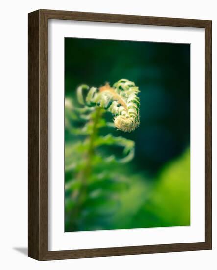 Garden Fern-Savanah Plank-Framed Photo