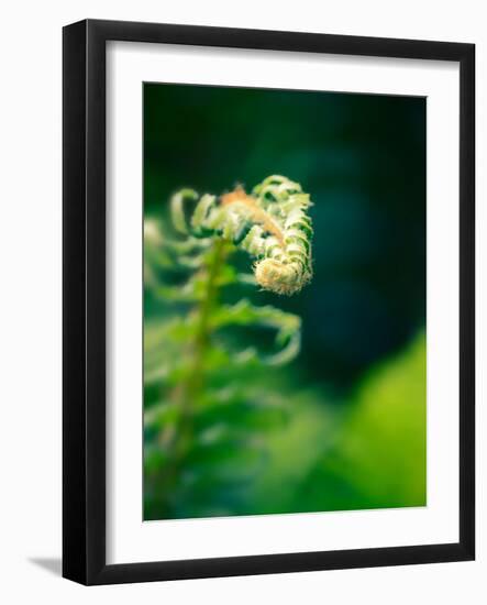 Garden Fern-Savanah Plank-Framed Photo