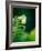 Garden Fern-Savanah Plank-Framed Photo