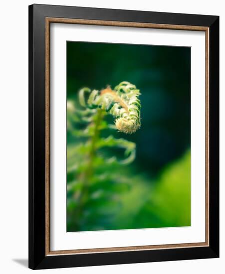 Garden Fern-Savanah Plank-Framed Photo