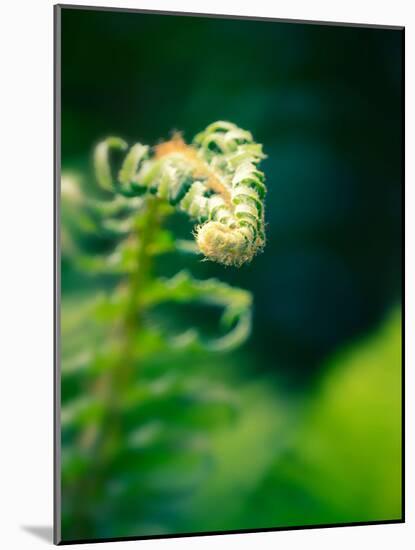 Garden Fern-Savanah Plank-Mounted Photo