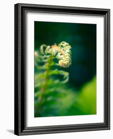 Garden Fern-Savanah Plank-Framed Photo