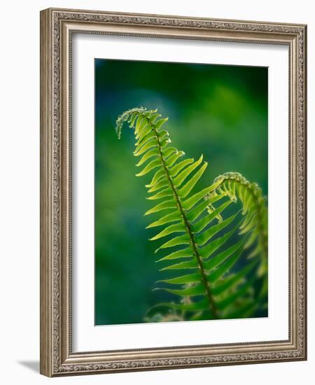 Garden Fern-Savanah Plank-Framed Photo