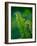 Garden Fern-Savanah Plank-Framed Photo