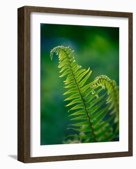 Garden Fern-Savanah Plank-Framed Photo