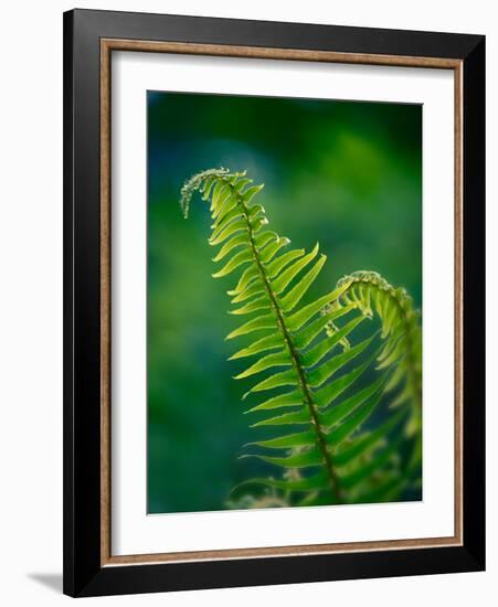 Garden Fern-Savanah Plank-Framed Photo