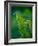 Garden Fern-Savanah Plank-Framed Photo