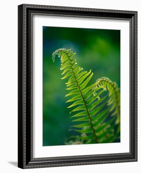 Garden Fern-Savanah Plank-Framed Photo