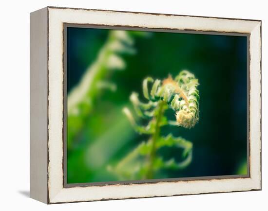 Garden Fern-Savanah Plank-Framed Stretched Canvas