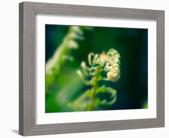 Garden Fern-Savanah Plank-Framed Photo