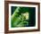 Garden Fern-Savanah Plank-Framed Photo