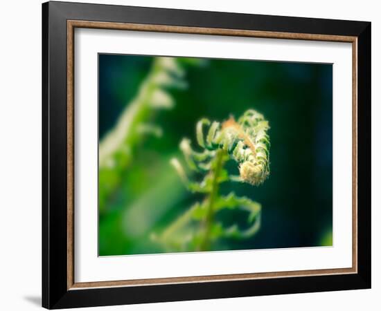 Garden Fern-Savanah Plank-Framed Photo