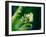 Garden Fern-Savanah Plank-Framed Photo