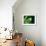 Garden Fern-Savanah Plank-Framed Photo displayed on a wall