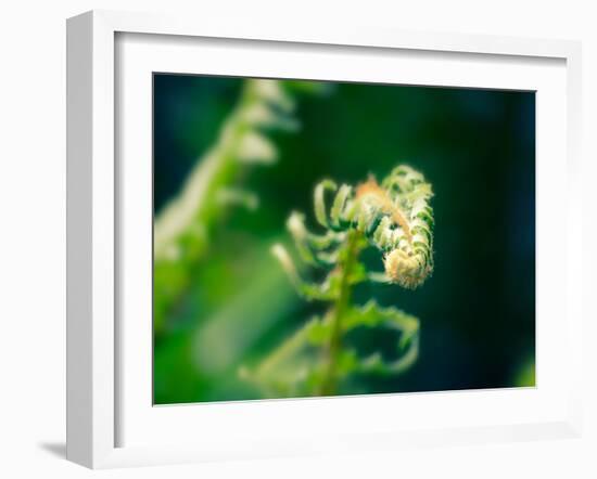 Garden Fern-Savanah Plank-Framed Photo