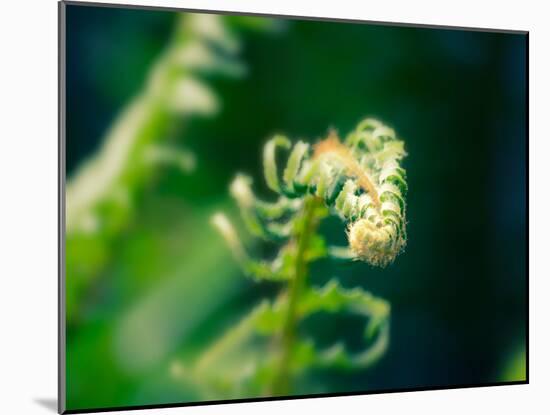 Garden Fern-Savanah Plank-Mounted Photo