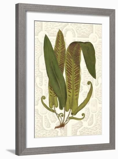Garden Ferns I-Vision Studio-Framed Art Print